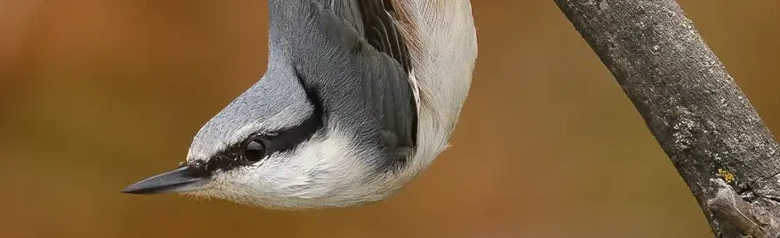 Picchio muratore eurasiatico. Qui è seduto a testa in giù su un ramo, con la testa rivolta verso il basso. Becco forte, coda corta e striscia nera sugli occhi.