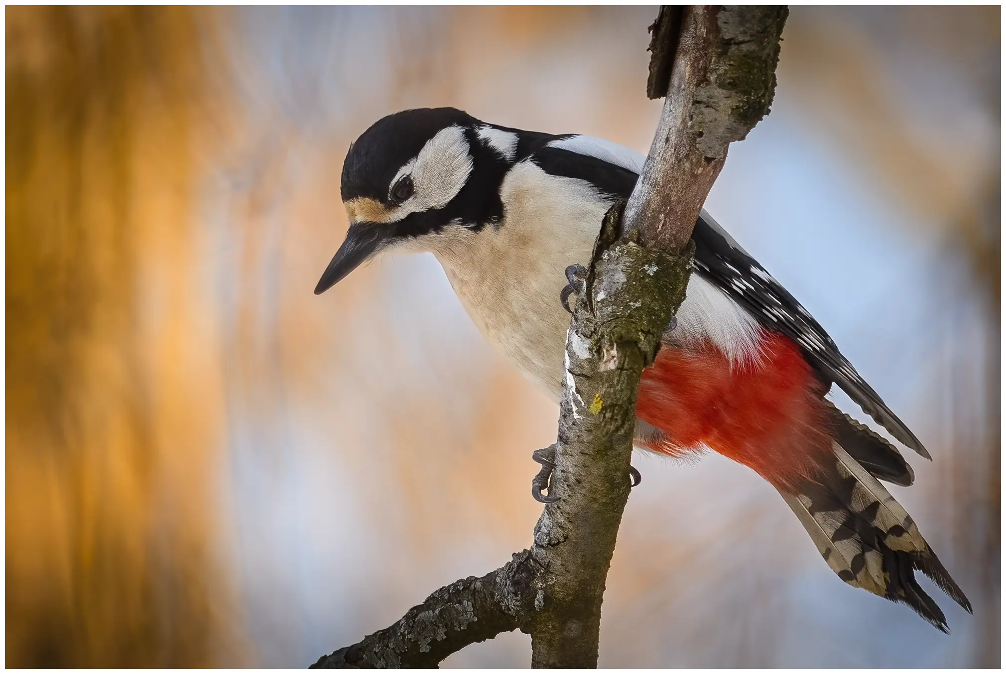 Picchio rosso maggiore. Seduto su un ramo e con lo sguardo rivolto verso il basso. Il piumaggio è variegato nei colori nero, bianco e rosso.