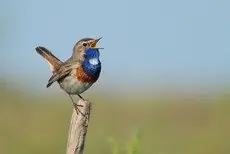 Pettazzurro