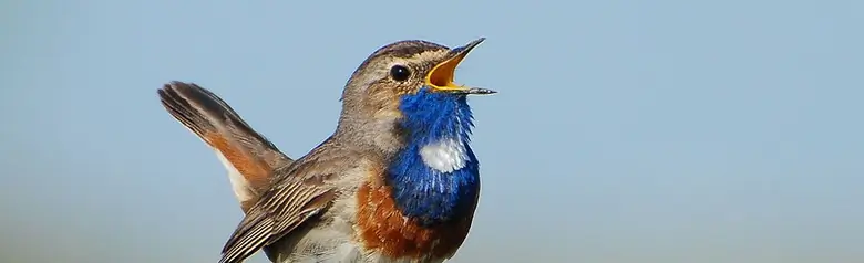 Pettazzurro. Canta su un palo di recinzione. Il becco è aperto e sul petto c'è un'area blu con una macchia bianca.