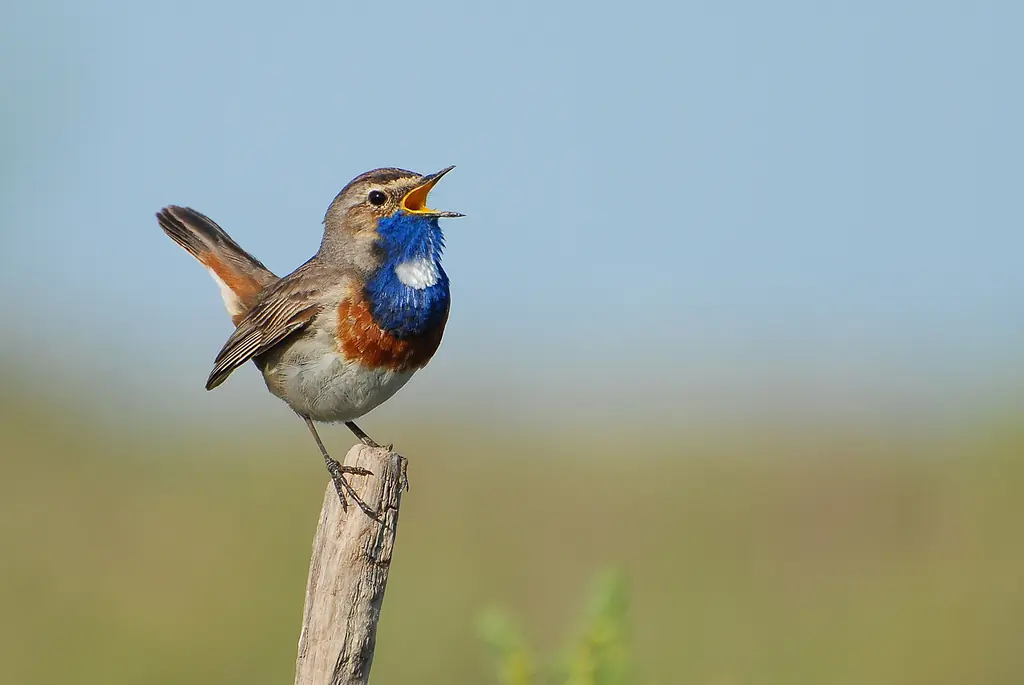 Pettazzurro. Canta su un palo di recinzione. Il becco è aperto e sul petto c'è un'area blu con una macchia bianca.
