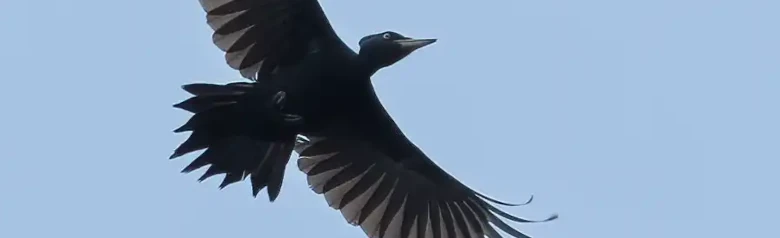 Picchio nero. Qui si vede volare, stagliato contro un cielo blu. È un uccello di colore nero, tranne che per la calotta cranica rossa.