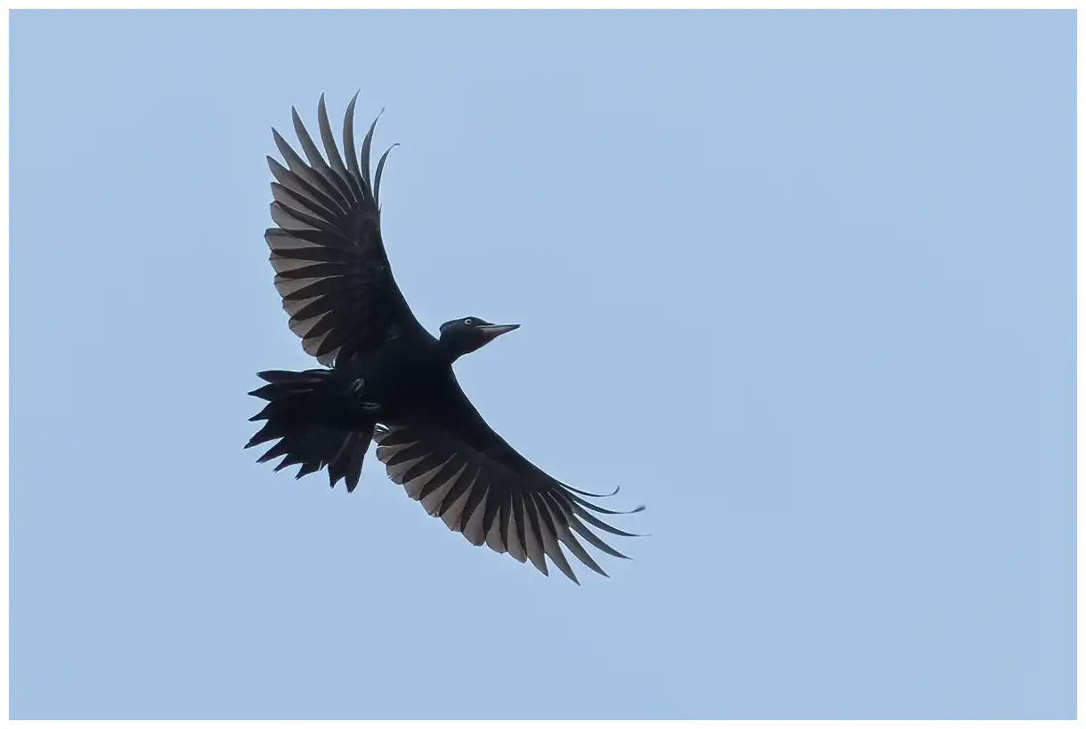 Picchio nero. Qui si vede volare, stagliato contro un cielo blu. È un uccello di colore nero, tranne che per la calotta cranica rossa.