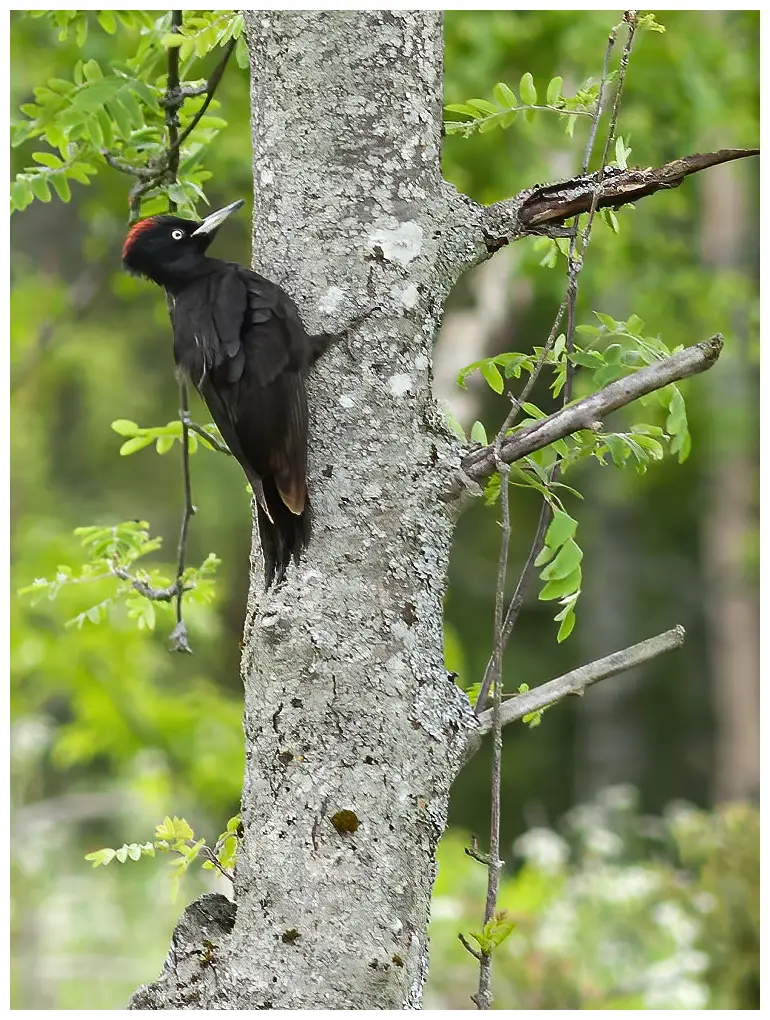Picchio nero