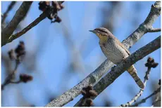 Torcicollo eurasiatico