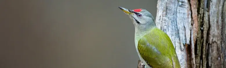 Picchio cenerino