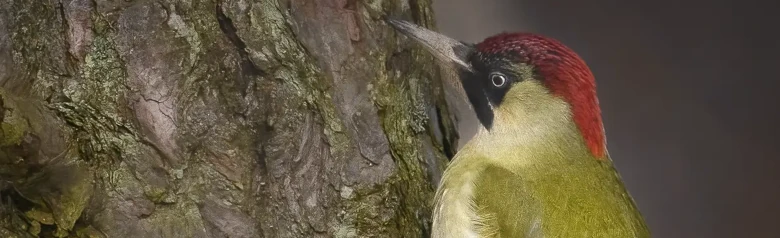 Picchio verde. Qui si vede su un tronco d'albero. Dorso e ali verdi, cranio e collo rossi e area nera intorno agli occhi.