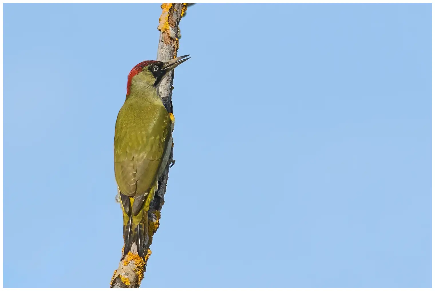 Picchio verde