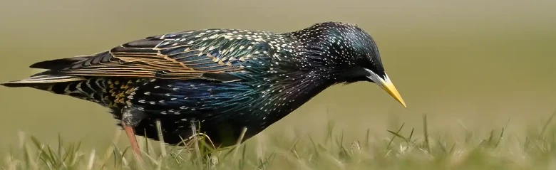Storno europeo. Qui è stato visto alla ricerca di cibo in una prateria. Il piumaggio ha una lucentezza metallica blu-verde e viola. Becco giallo in estate.