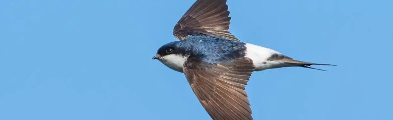 Balestruccio. Qui si vede in volo. Lo sfondo è il cielo blu. Parte inferiore bianca e parte superiore bianca. Il dorso è blu-nero, mentre le ali sono marrone scuro.