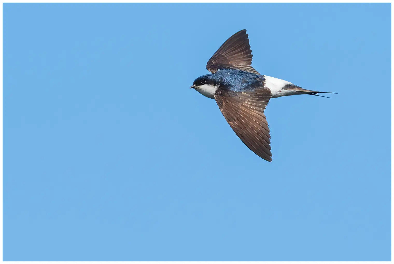 Balestruccio. Qui si vede in volo. Lo sfondo è il cielo blu. Parte inferiore bianca e parte superiore bianca. Il dorso è blu-nero, mentre le ali sono marrone scuro.