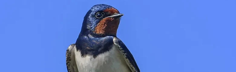 Rondine comune. Seduto su un ramoscello. Parti superiori blu-nero metallizzato, fronte e gola rosso ruggine. Piume esterne della coda allungate.