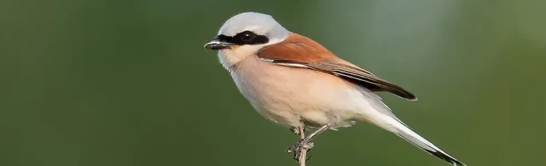 Averla piccola