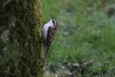 Rampichino alpestre