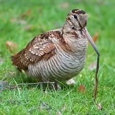 Beccaccia eurasiatica