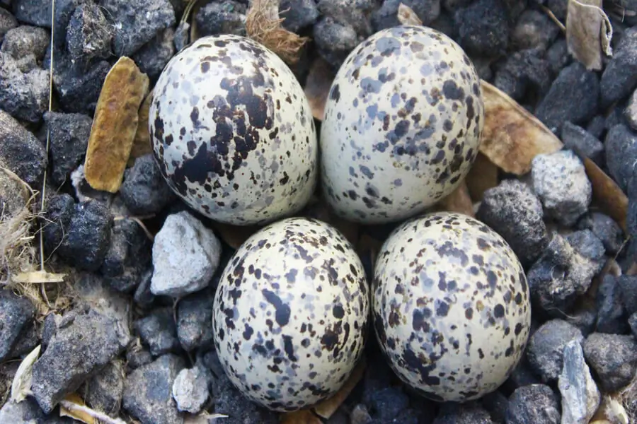 Pavoncella paleartica