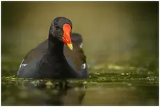 Gallinella d'acqua