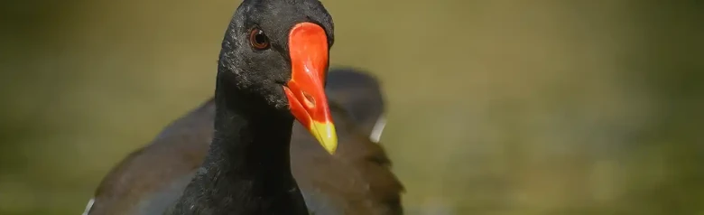 Gallinella d'acqua
