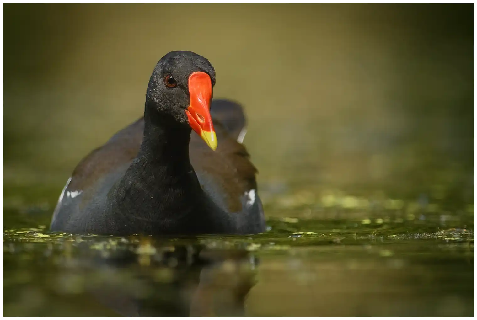 Gallinella d'acqua