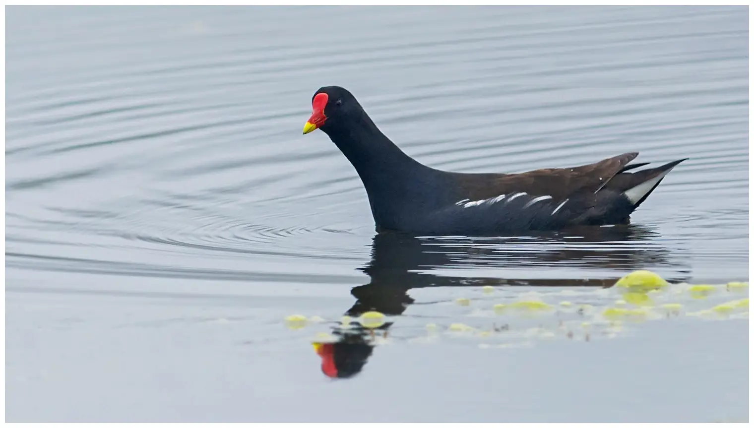 Gallinella d'acqua