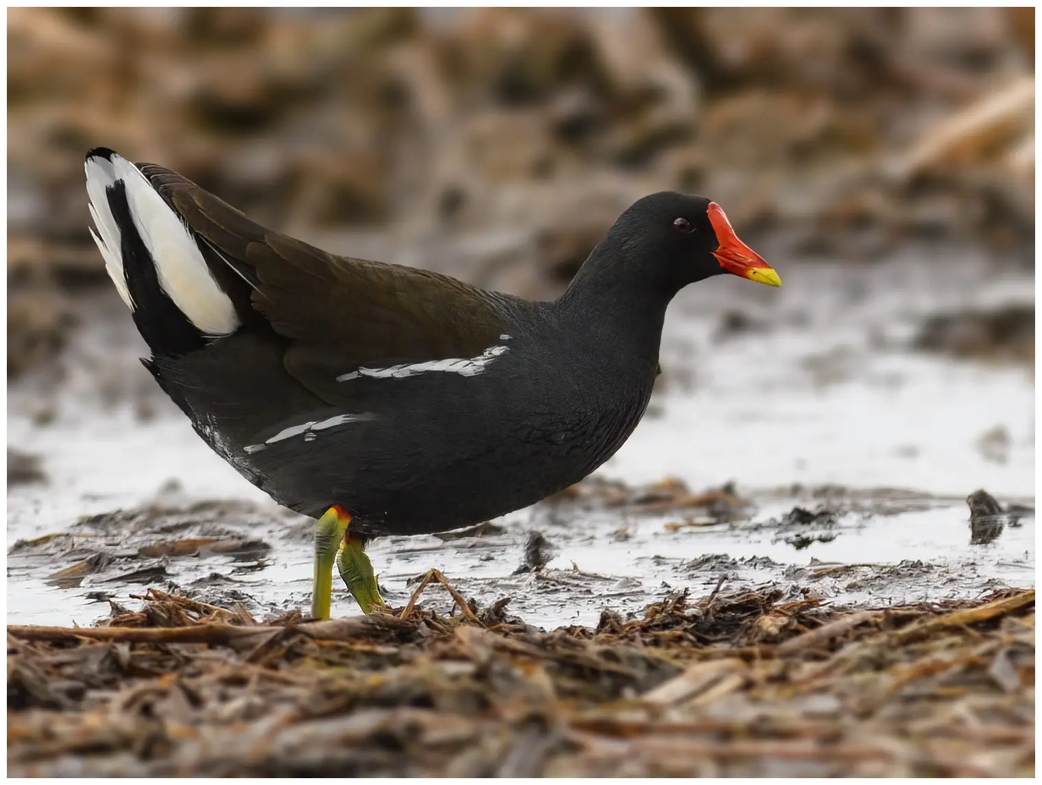 Gallinella d'acqua