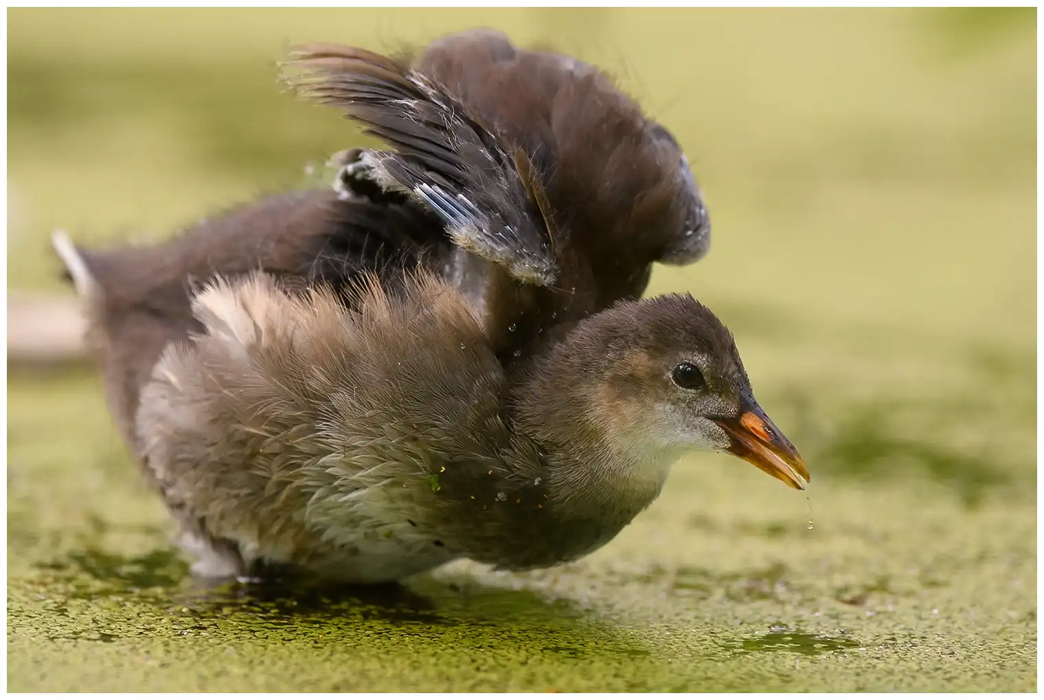 Gallinella d'acqua