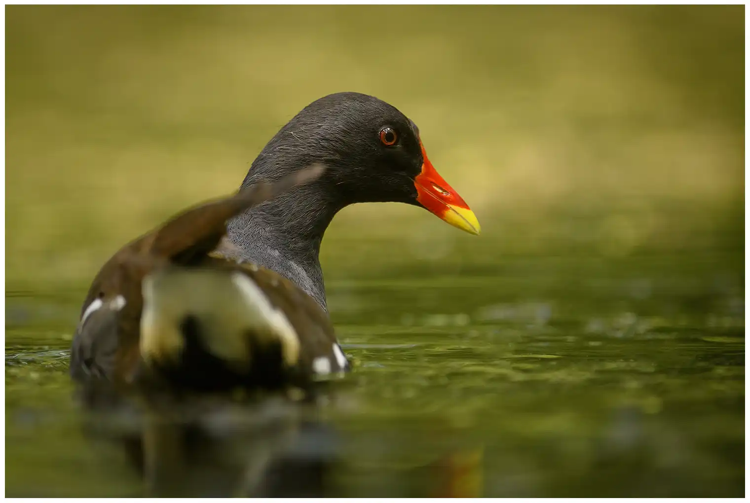 Gallinella d'acqua