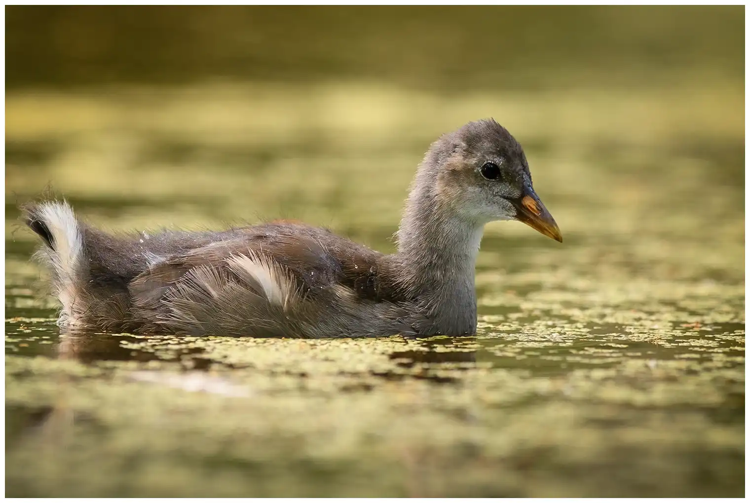 Gallinella d'acqua