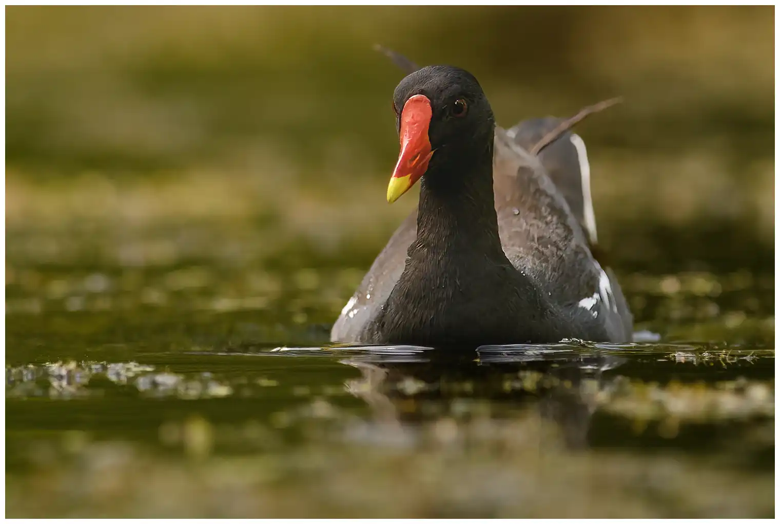 Gallinella d'acqua