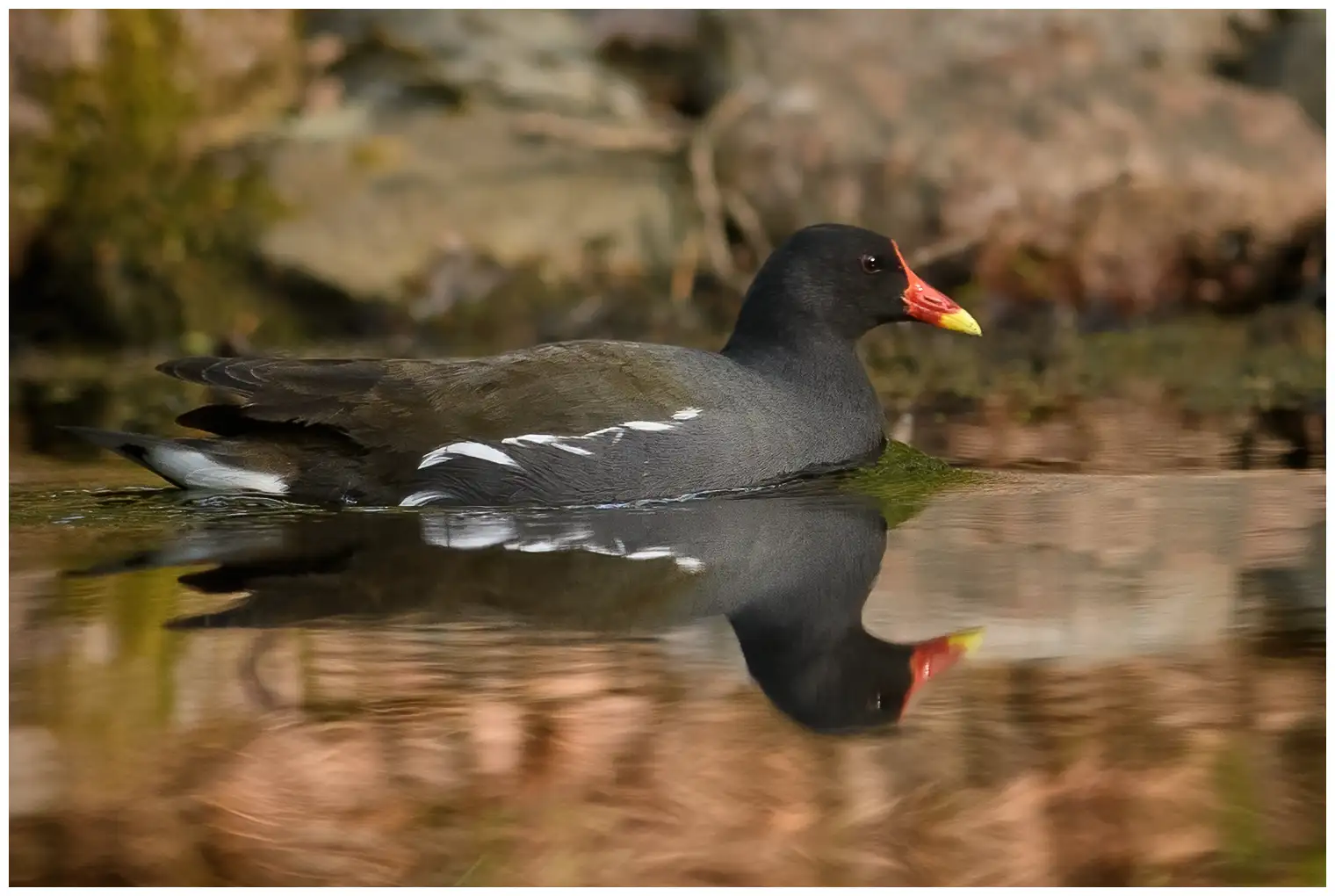 Gallinella d'acqua