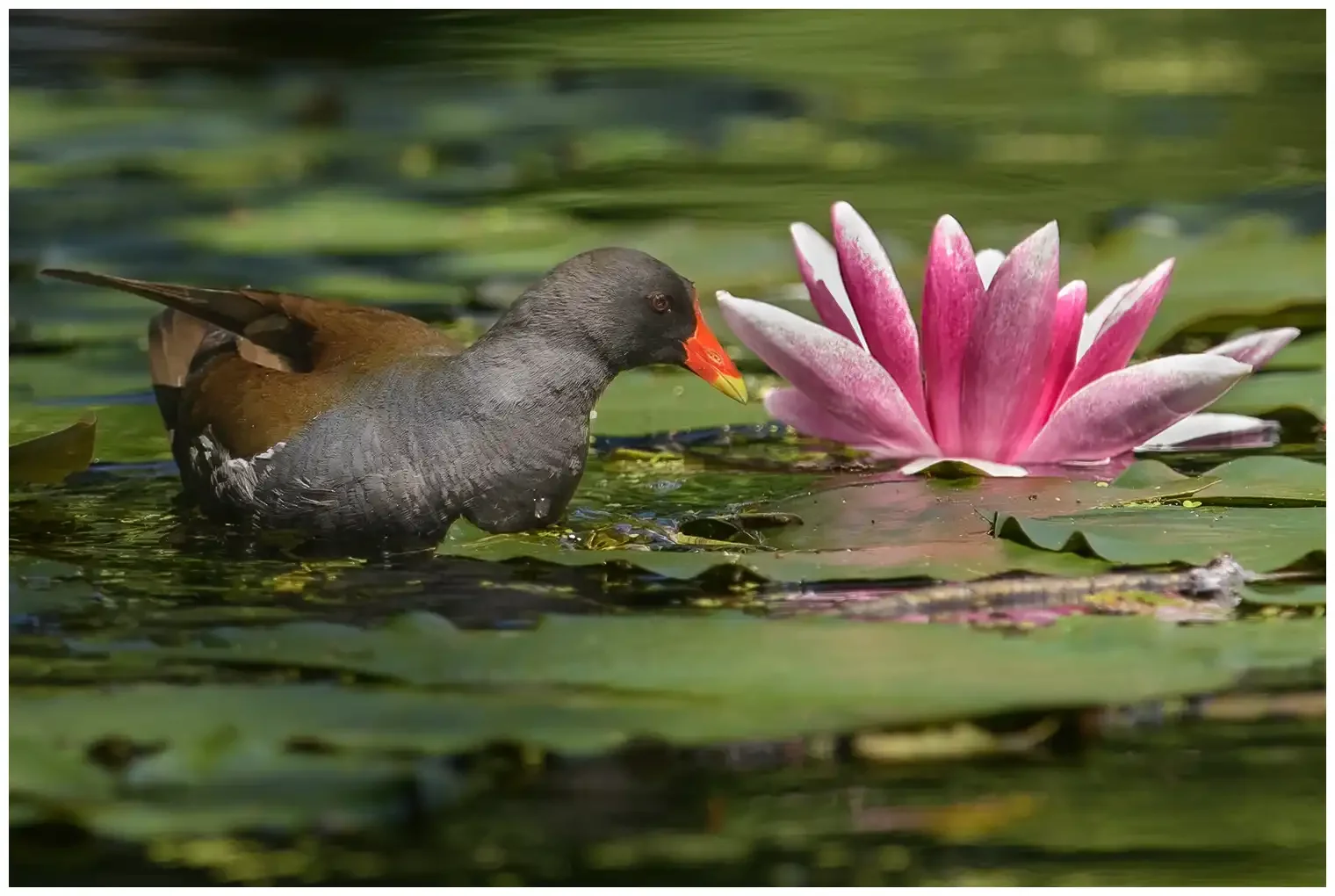 Gallinella d'acqua