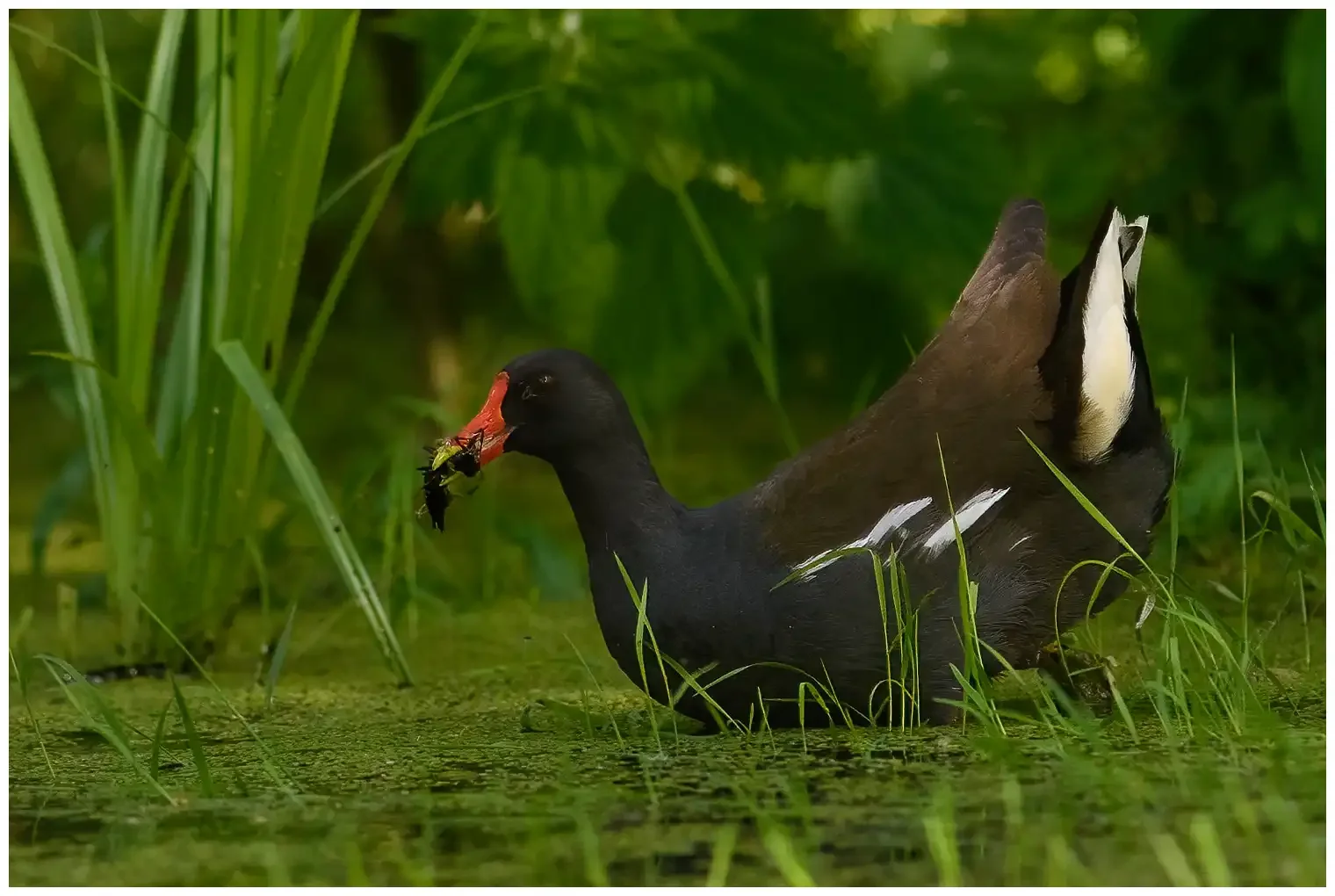 Gallinella d'acqua