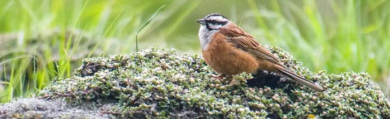 Zigolo muciatto