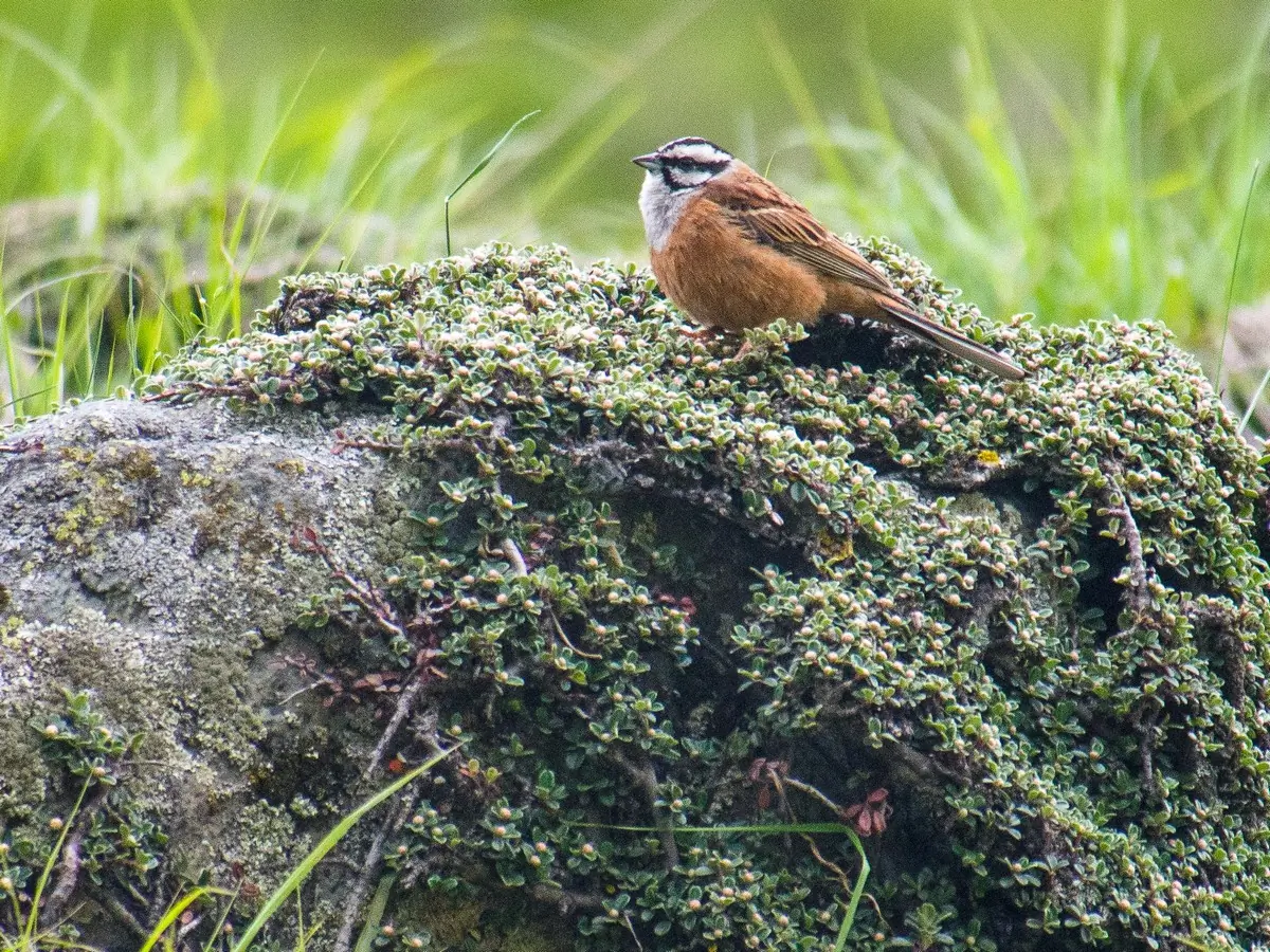 Zigolo muciatto