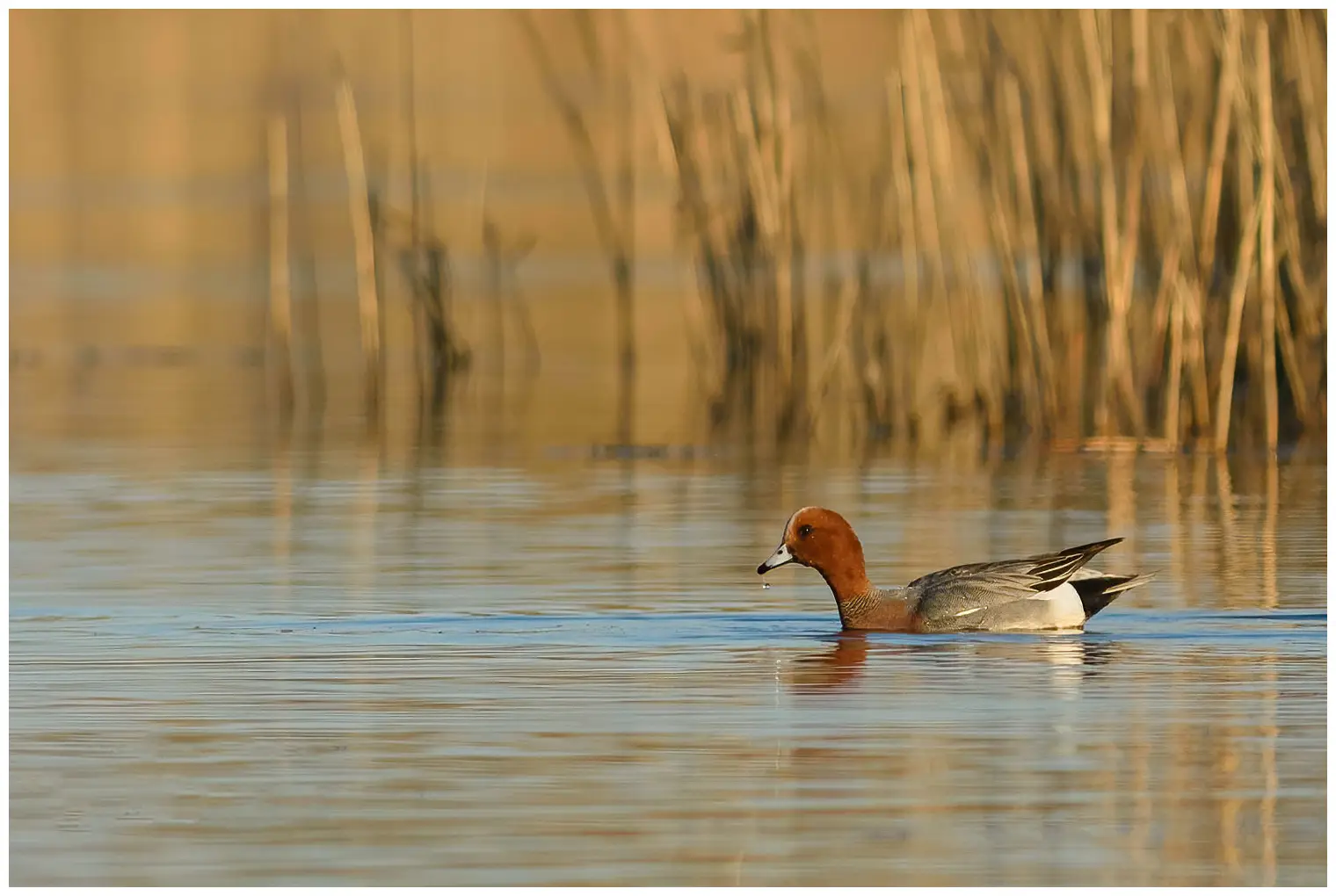 Fischione eurasiatico