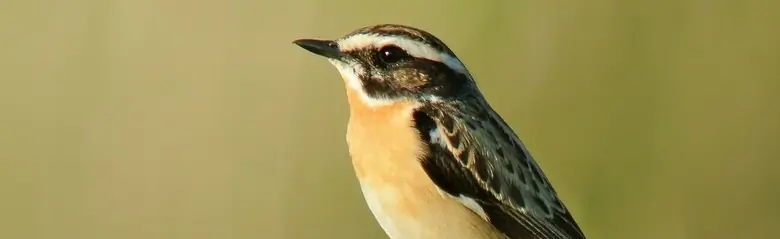 Stiaccino. Sulla punta di un ramo in posizione tipicamente eretta. Petto arancione tenue e una striscia sopraccigliare bianca in una faccia altrimenti prevalentemente scura.
