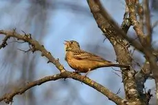 Ortolano
