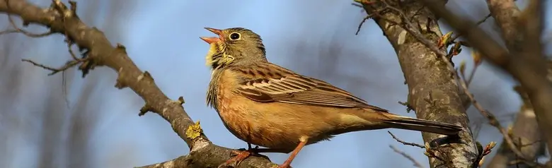 Ortolano