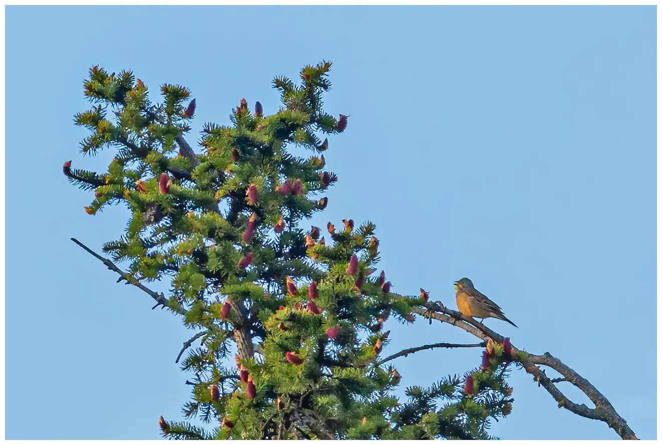 Ortolano