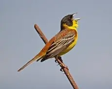 Zigolo capinero