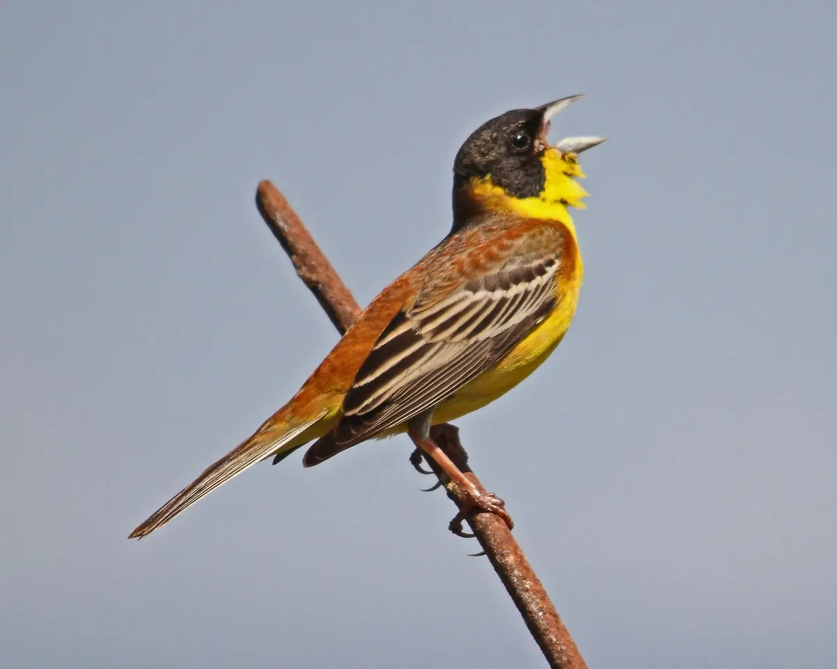 Zigolo capinero