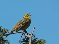 Zigolo giallo