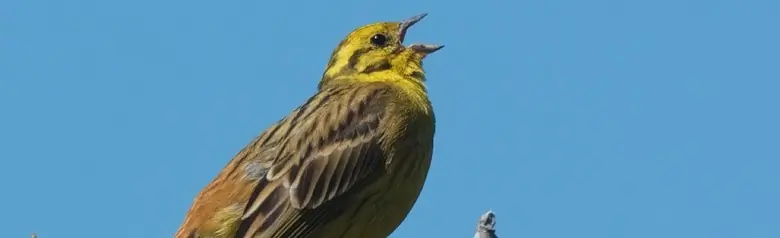 Zigolo giallo