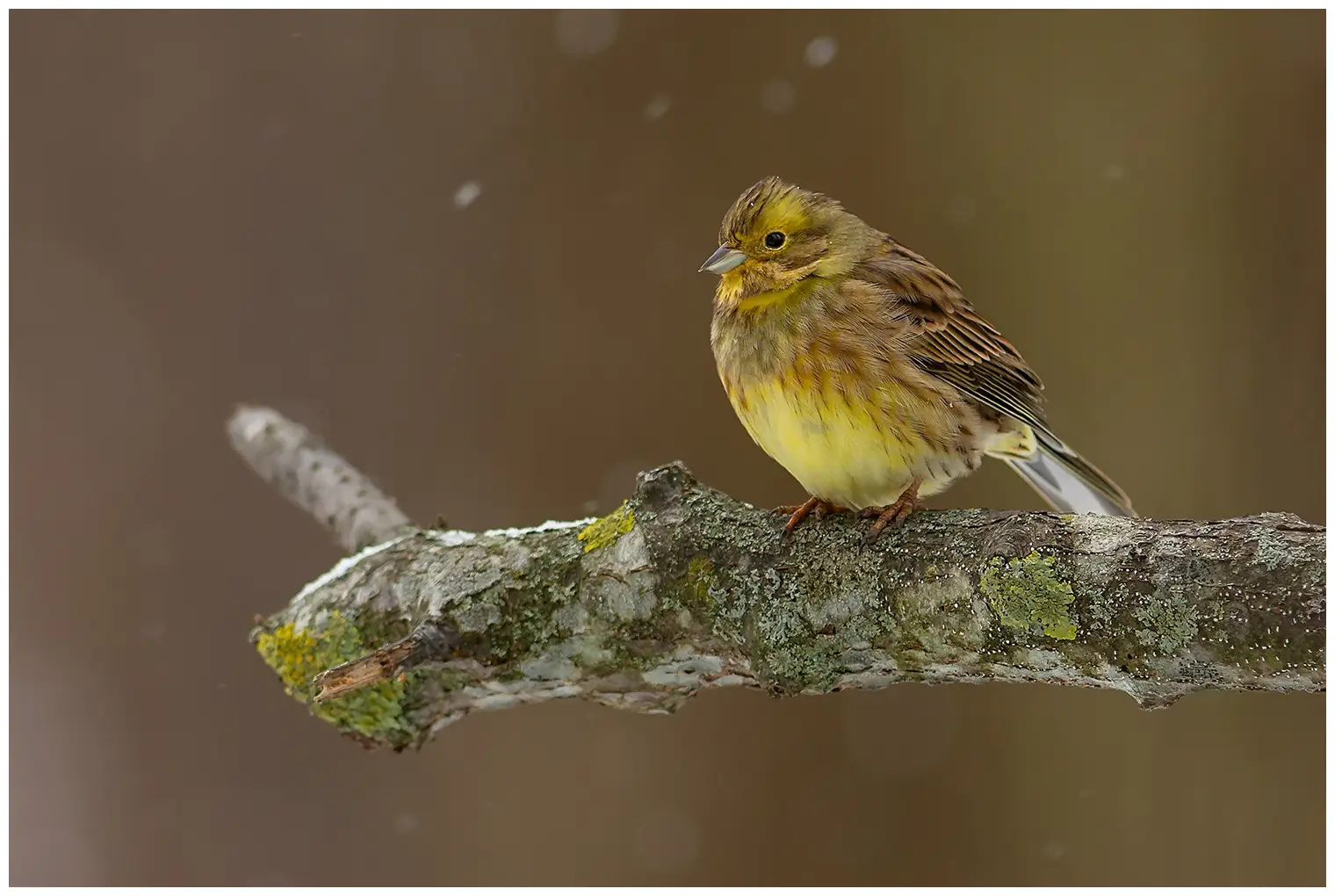 Zigolo giallo