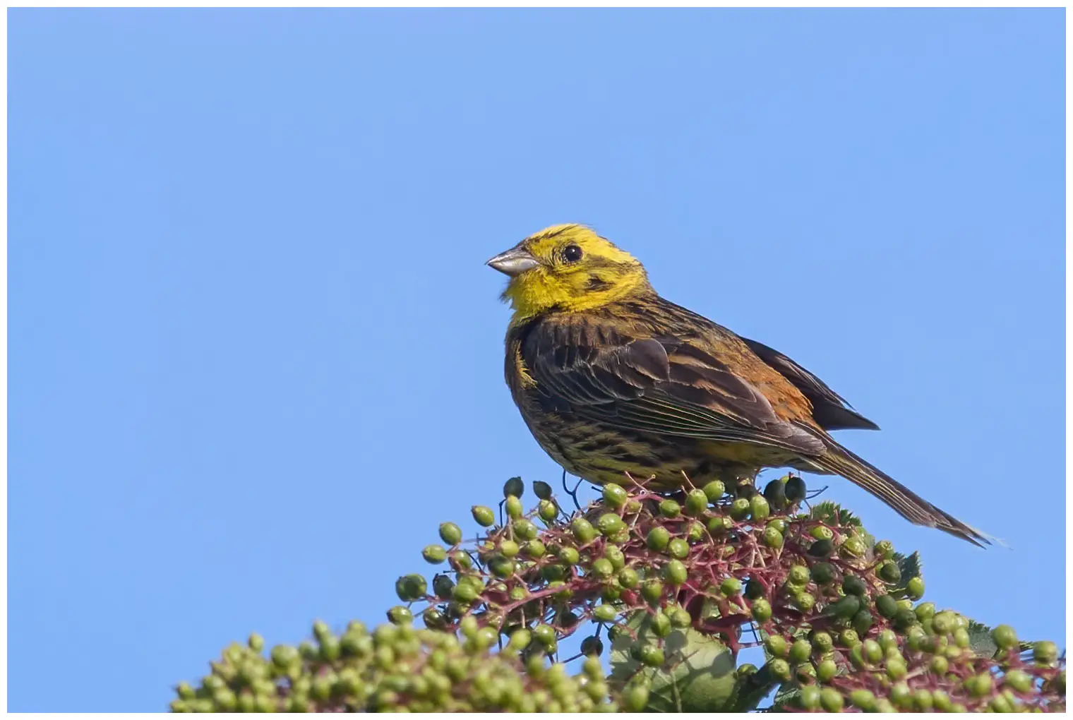 Zigolo giallo