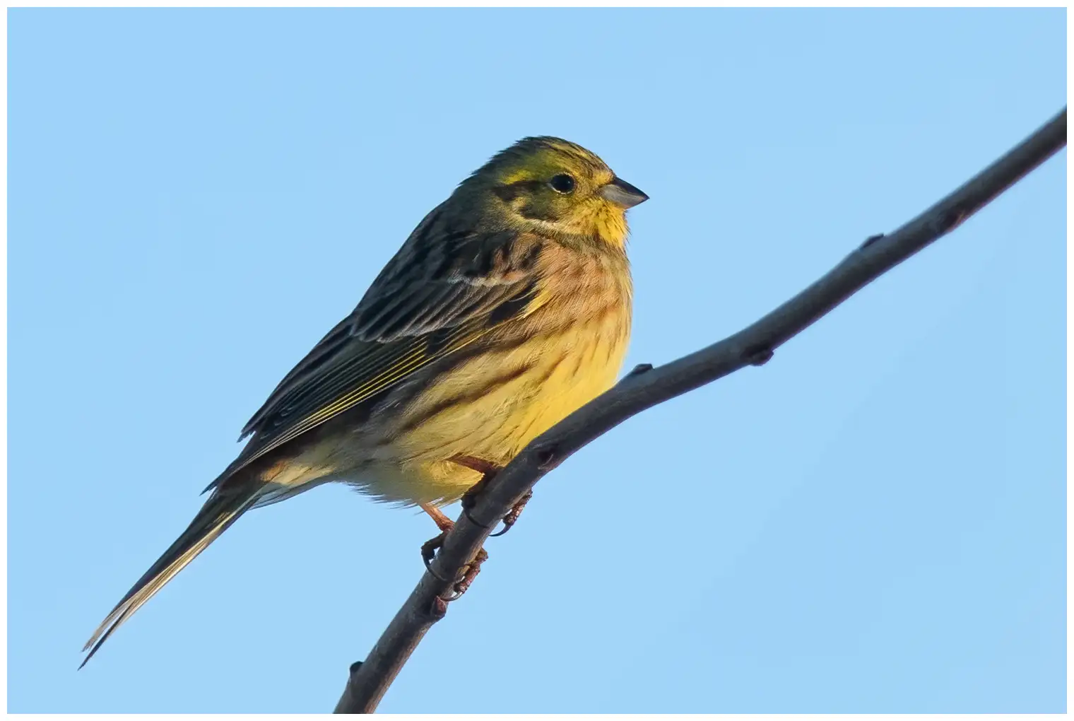 Zigolo giallo