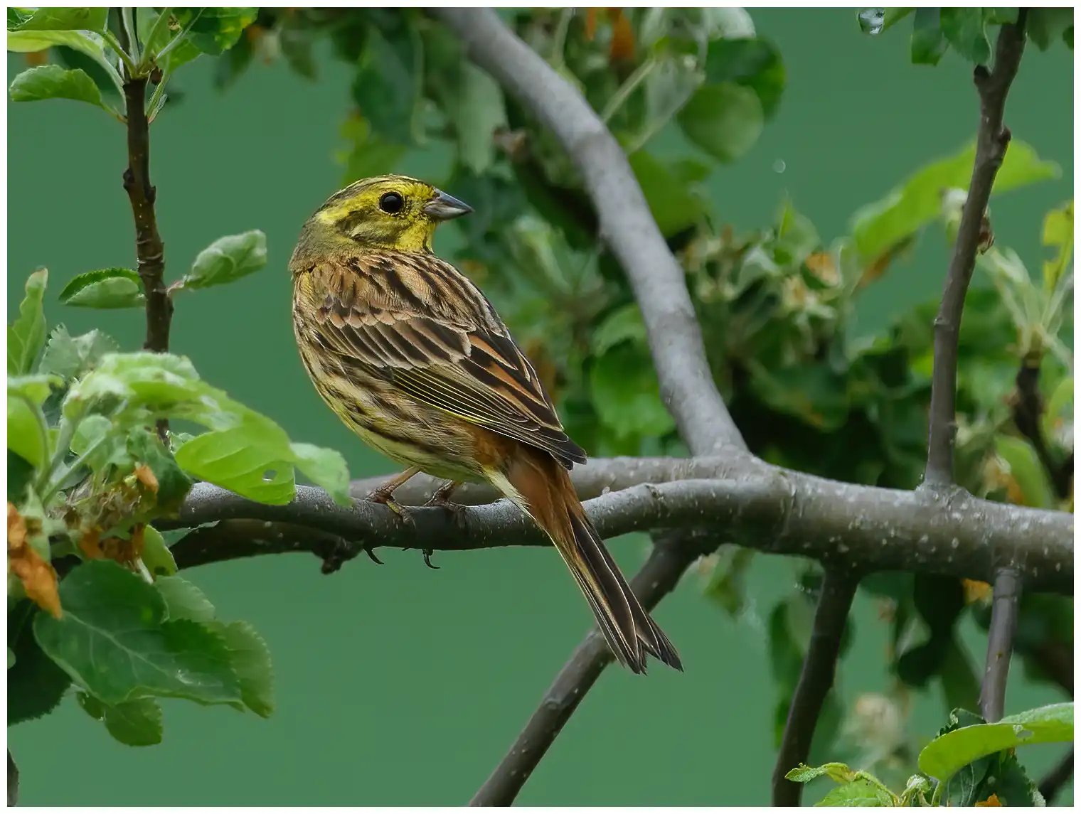 Zigolo giallo