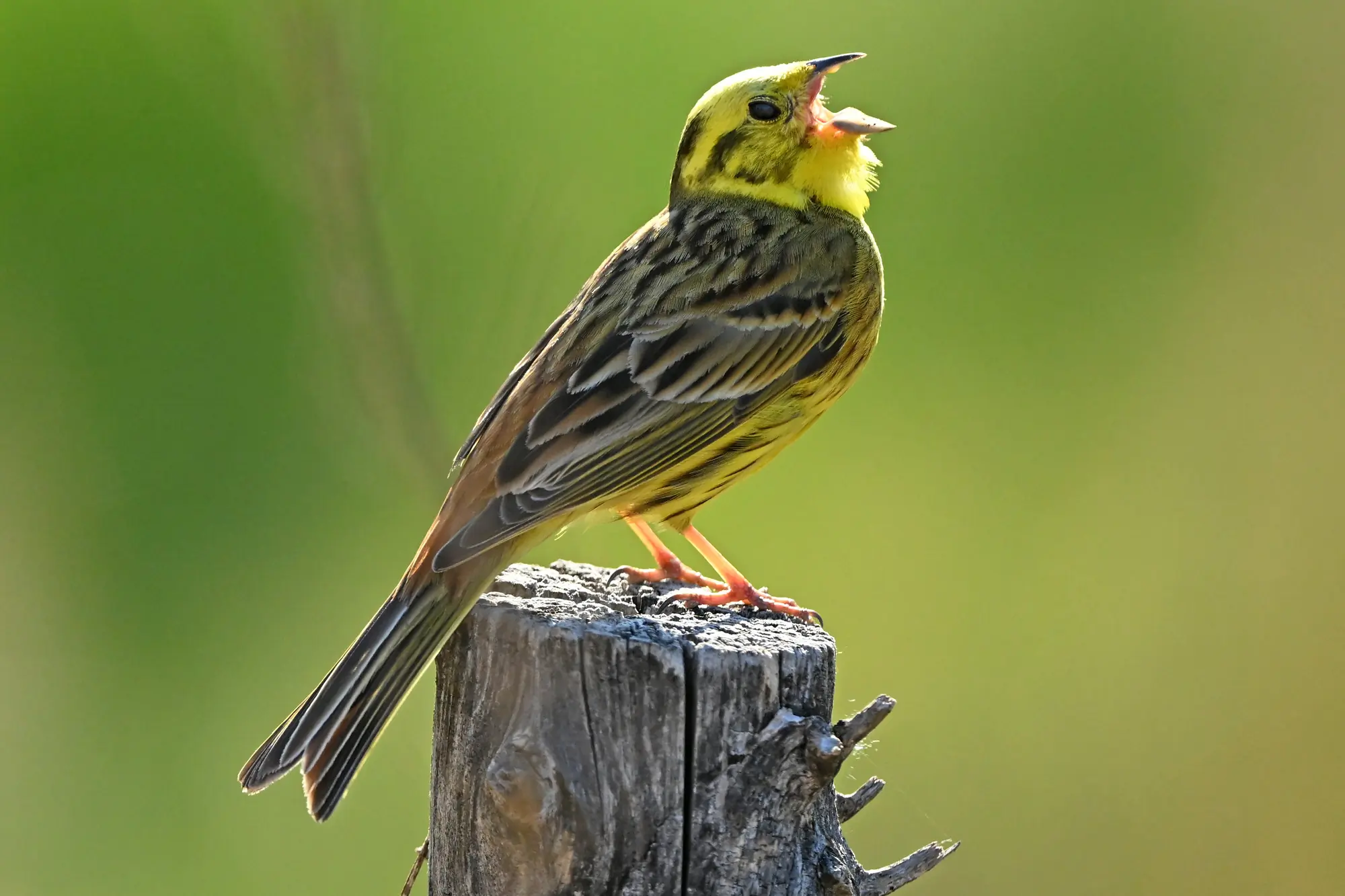Zigolo giallo