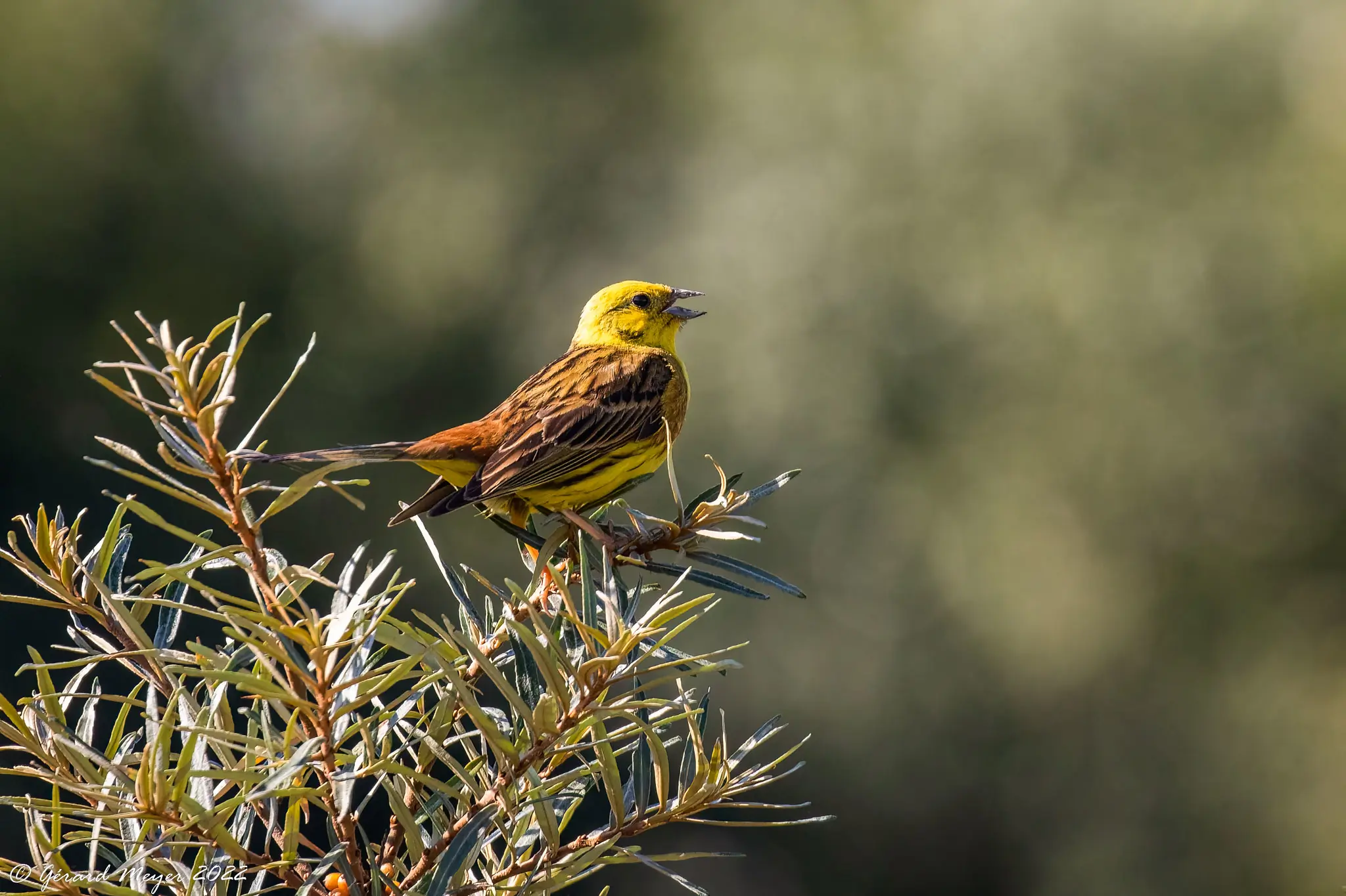 Zigolo giallo