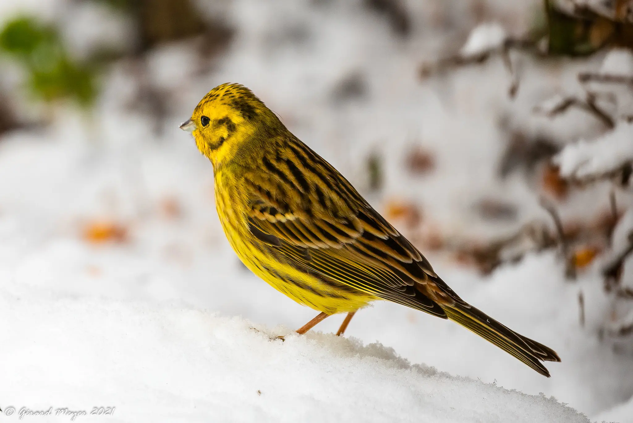 Zigolo giallo